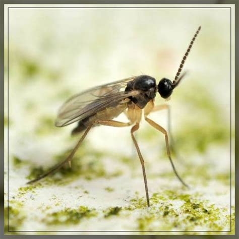 Fungus Gnats: Identification and How to get Rid of Them? - AAAKSC