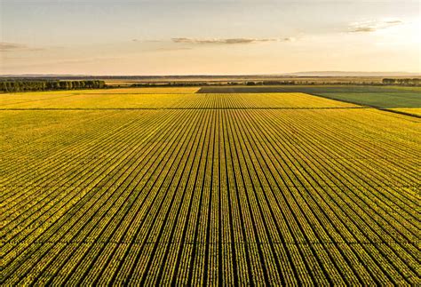 Aerial view of vast corn field at sunset stock photo