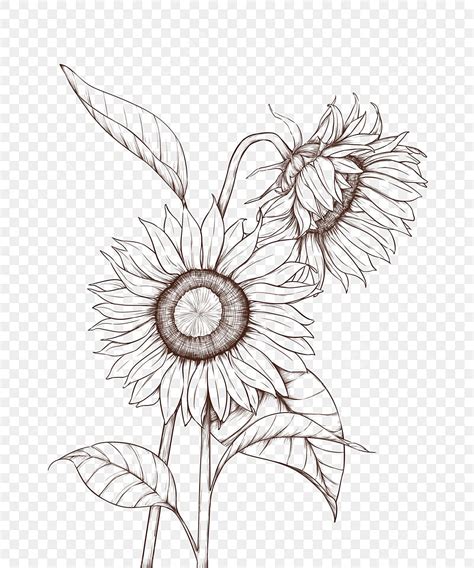 How To Draw A Sunflower