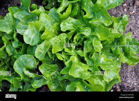 Green leaf lettuce growing on a vegetable plot Stock Photo - Alamy