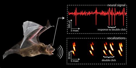 Echolocation: Smart bats click twice | eLife