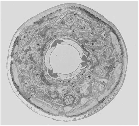 animal cell microscope : Biological Science Picture Directory ...