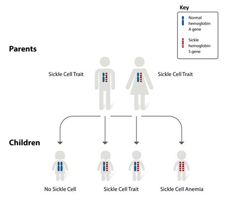 Sickle Cell Disease | NHLBI, NIH