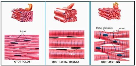 Bagaimana anatomi dan cara kerja (fisiologi) otot rangka atau lurik ...