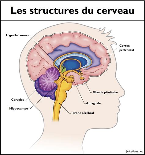 Comprendre le cerveau : comment fonctionne-t-il et de quoi est-il composé