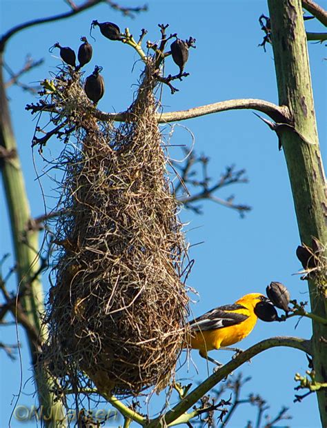 Altamira Oriole - BirdForum Opus | BirdForum