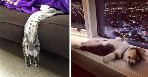 231 Animals That Sleep Wherever They Please | Bored Panda