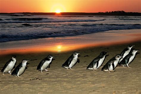 Phillip Island Penguin Parade Day Tours - Travel 4 Kids Family Travel Deals