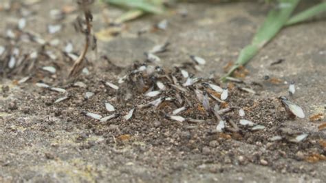 Flying Ant Day: Swarms spotted in the South West | ITV News West Country