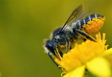 Brigit Strawbridge: Why Solitary Bees are Such Amazing Pollinators: