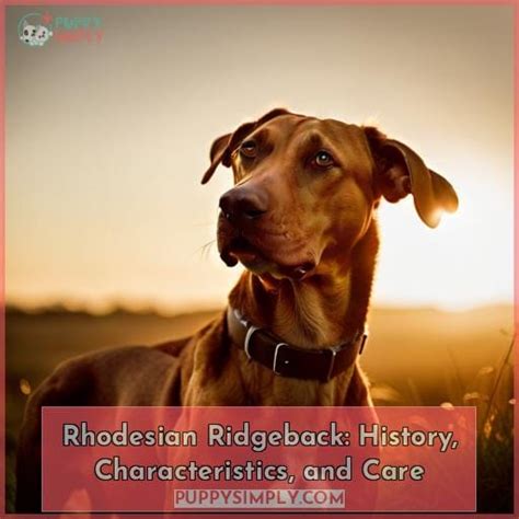 Rhodesian Ridgeback: History, Characteristics, and Care