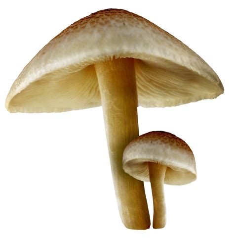 Mushroom clipart agaricus, Picture #1705724 mushroom clipart agaricus