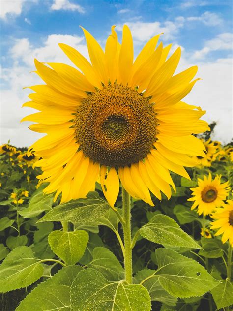 Sunflower Wallpapers: Free HD Download [500+ HQ] | Unsplash