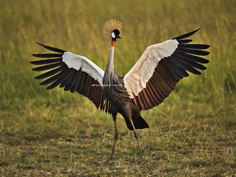 Facts You Must Know About A Grey Crowned Crested Crane - Uganda Safari News