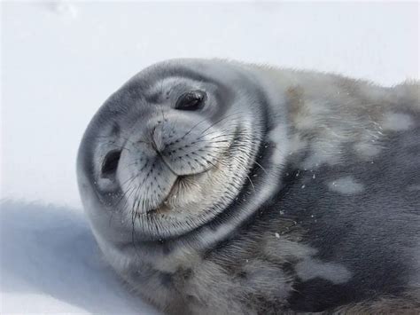 Weddell Seal Facts | Weddell Seal Diet & Habitat