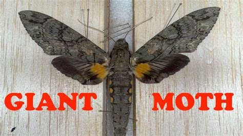 BIGGEST WING SPAN OF ANY MOTH IN NORTH AMERICA - MOUNTING THE GIANT ...