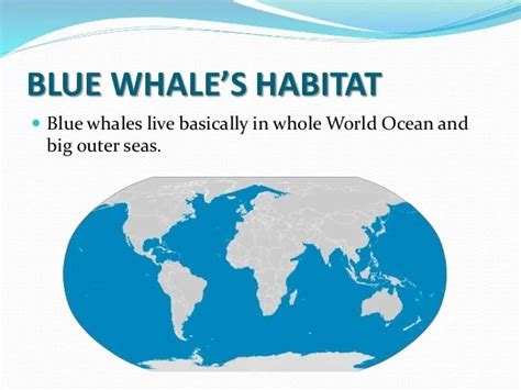 Map Where Whales Are Found In The World