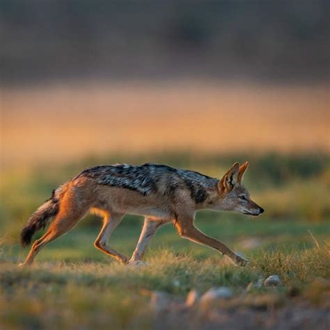 [Pic] Black-Backed Jackal | Animals wild, Black backed jackal, Wild dogs