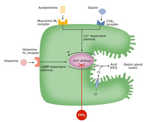 Pyrimethamine Mechanism Of Action