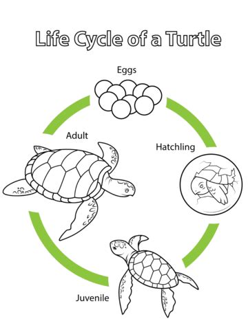 Life Cycle of a Turtle - JadeanceGlenn