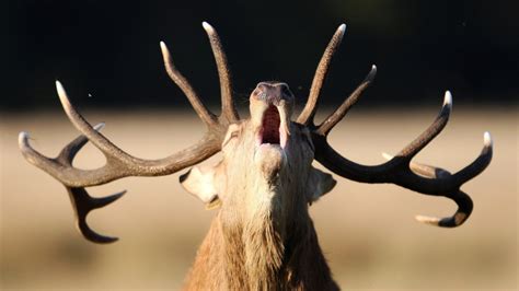 Deer Antlers Couldn’t Grow So Fast Without These Genes - The New York Times