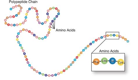 Phenylketonuria: MedlinePlus Genetics