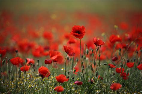 Red Poppy Wallpapers - Wallpaper Cave