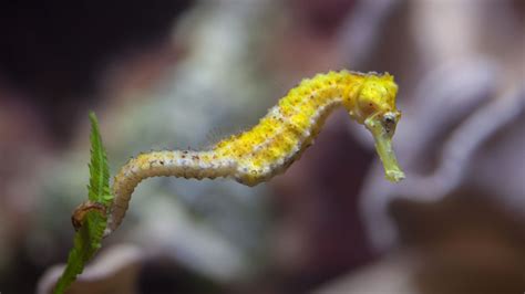 Long-Snouted Seahorse - Profile | Traits | Habitat | Breeding - SeaFish