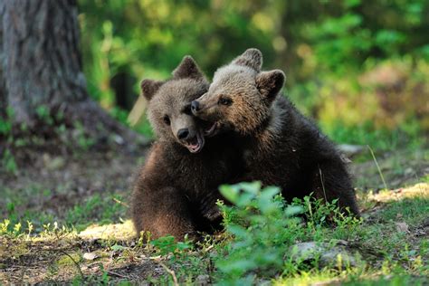 Bear cubs playing in the forest – Baby brown bears are usually born in ...