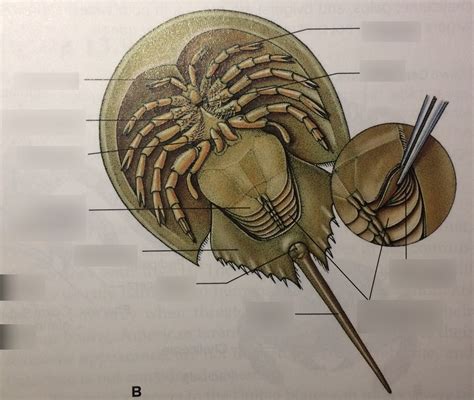 ventral view of horseshoe crab Diagram | Quizlet