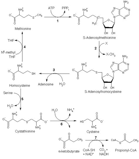 Methionine - wikidoc