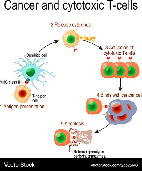 Cancer and cytotoxic t-cells Royalty Free Vector Image