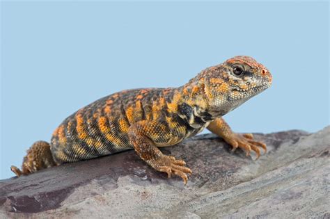 Uromastyx Lizard Care Guide - Diet, Lifespan & More » Petsoid