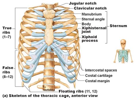 ¿Cuál es la porción distal de las costillas?