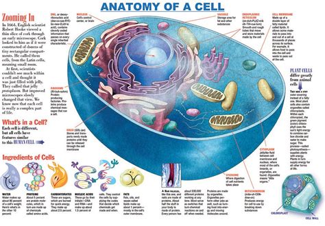 Cell Structure Facts For Kids Explained - Riset