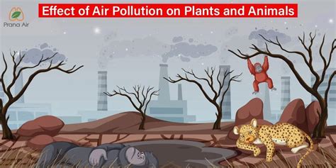 Effect of Air Pollution on Plants and Animals | Prana Air