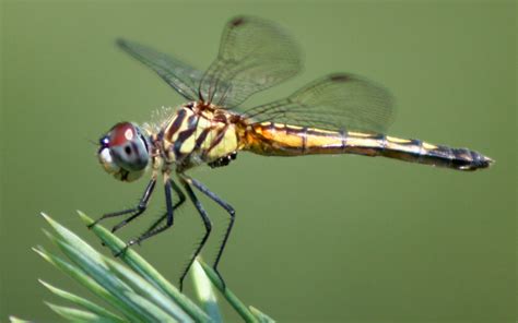 joseph scissorhands: Dragonflies