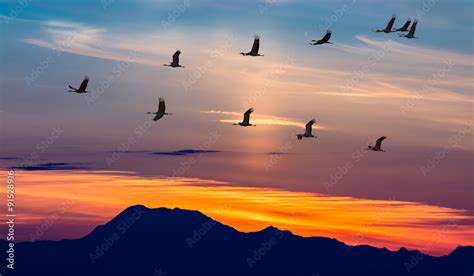 Migratory Birds Flying at Sunset Stock Photo | Adobe Stock