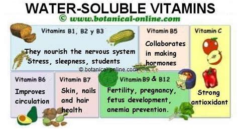 Water-soluble vitamins characteristics – Botanical online