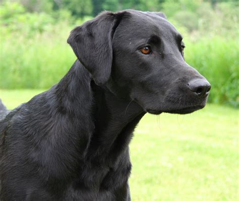 File:Labrador Retriever black portrait Flickr.jpg - Wikimedia Commons