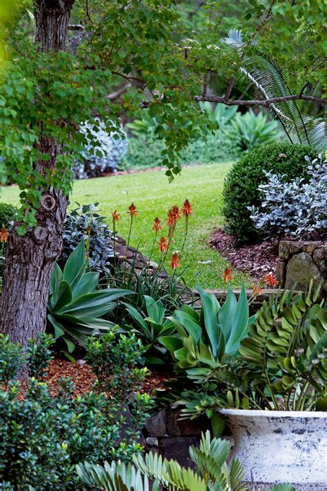 Shade Loving Rockery Plants - Garden Plant