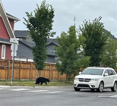 Black bear spotted in Fireside - CochraneNow: Cochrane, Alberta's ...