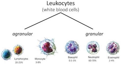 What is the difference between a leukocyte and a lymphocyte? | Socratic