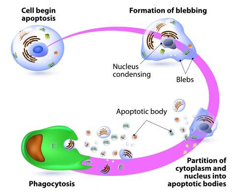 Phagocytosis Process - Biology Wise