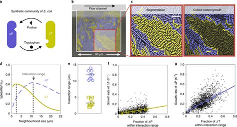 Auxotrophic cells that exchange cellular building blocks interact in a ...