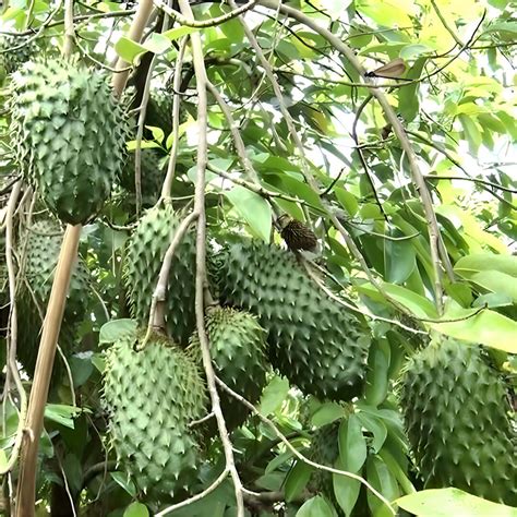 Soursop Seeds Soursop graviola Seeds for Planting - Etsy