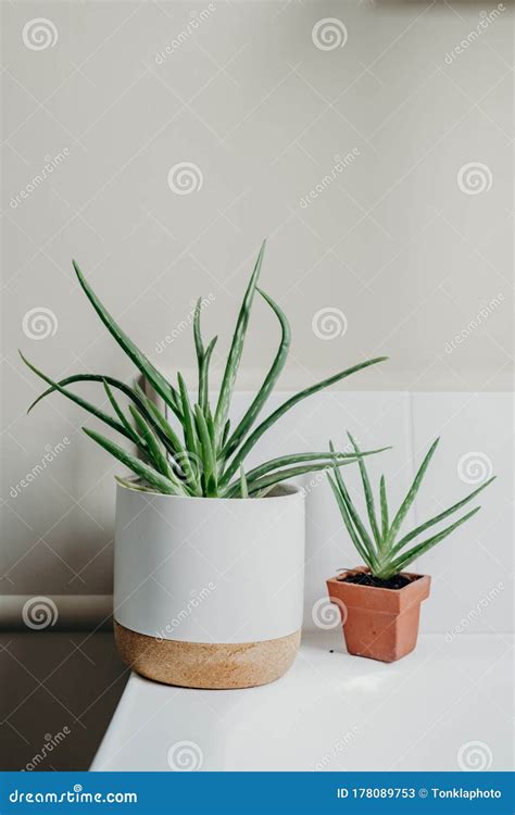 Aloe Vera Plants in Bathroom. Background with Free Space Stock Image ...