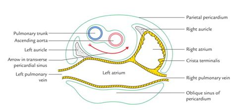 Sinuses of Pericardium – Earth's Lab