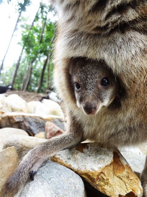 Wildlife Habitat Baby Wallaby in North Queensland, Australia by Rebecca ...