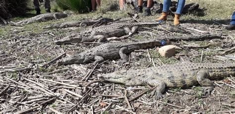 Loskop Dam crocodiles fitted with satellite transmitters to gauge ...